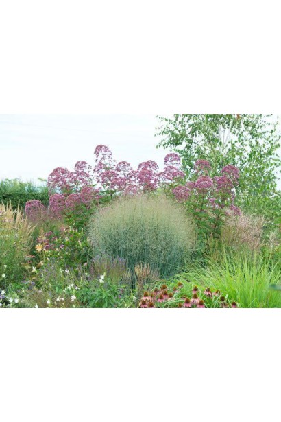 Листя та квіти проса Хеві Метал у природному середовищі.