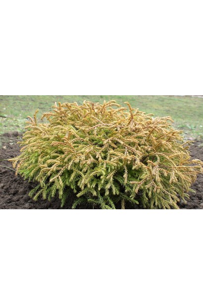 Хвойна рослина Голден Таффет для кольорового акценту.