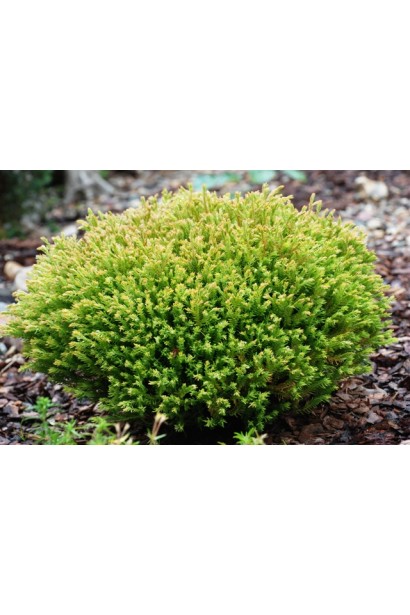 Компактна туя Голден Таффет із куполоподібною кроною.