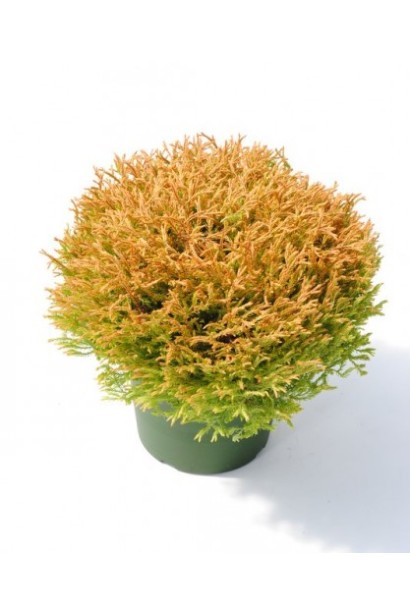 Туя західна Голден Таффет