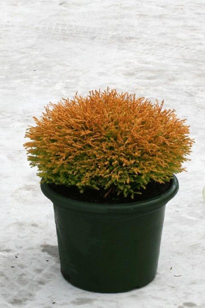 Золотиста туя Голден Таффет – ідеальна для контейнерів.