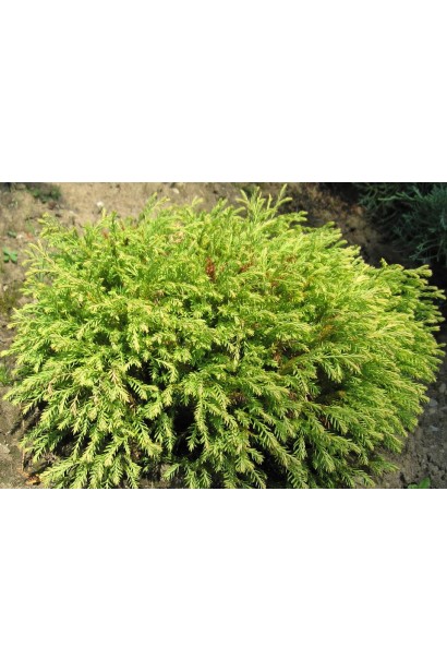 Thuja occidentalis Golden Tuffet
