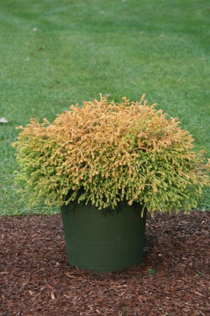 Туя західна Голден Таффет