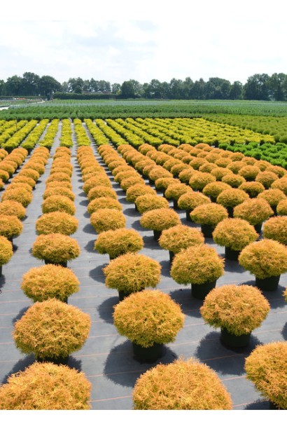 Туя західна Голден Таффет саджаці в садовому центрі