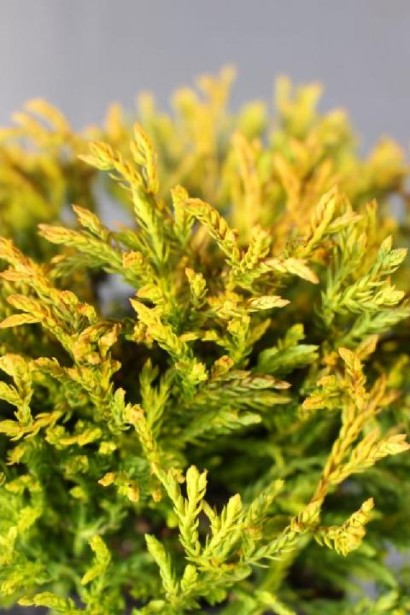 Туя західна Голден Таффет - золотиста хвоя