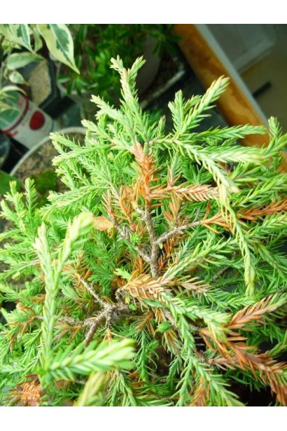 Туя західна Голден Таффет - хвоя