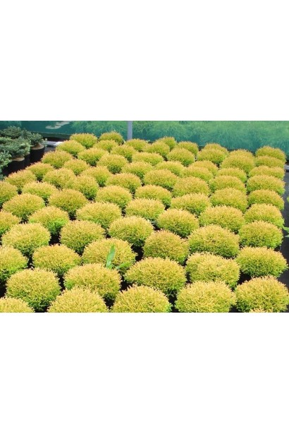 Туя західна Голден Таффет в розсаднику