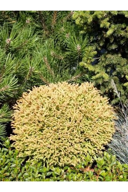 Золотаво-помаранчева туя Голден Таффет у садовій композиції.