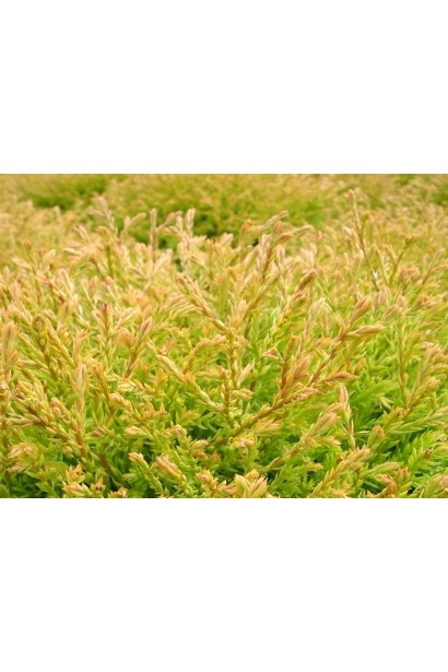 Туя Голден Таффет із яскравою золотистою хвоєю.