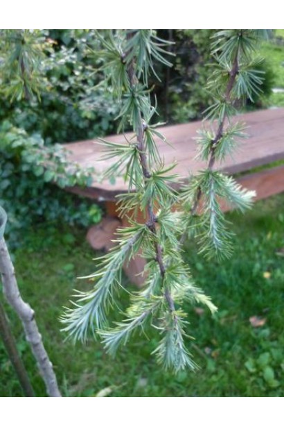 Модрина європейська Пулі блакитно-зелена хвоя на молодих пагонах