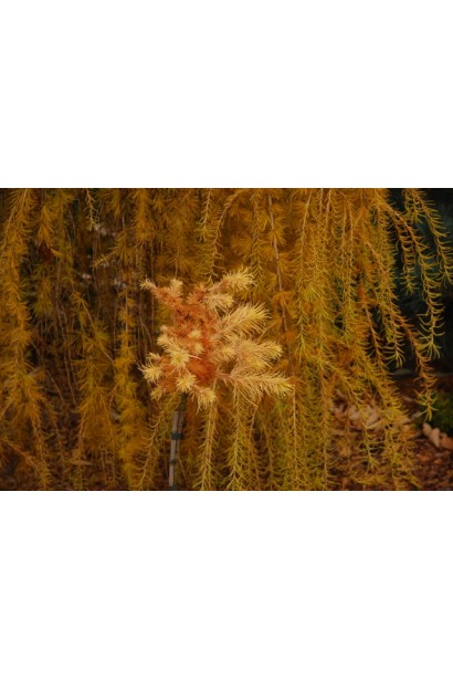 Модрина європейська Пулі на штамбі золотисто-мідна хвоя восени