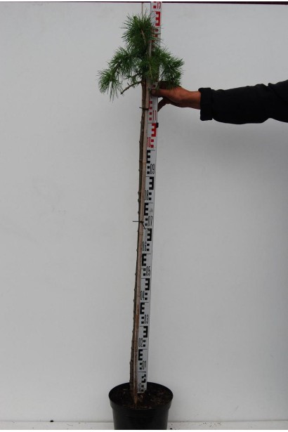 Модрина європейська Пулі на штамбі 120 см