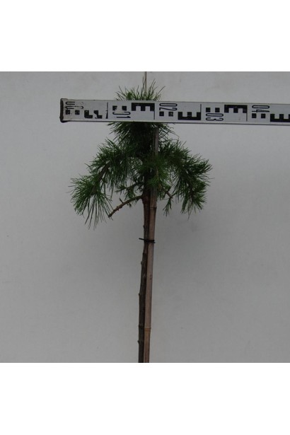 Модрина європейська Пулі на штамбі діаметр крони 30-35 см