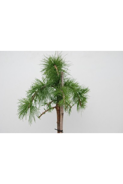 Модрина європейська Пулі м’яка пучкова хвоя