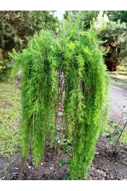 Модрина європейська Пулі на штамбі