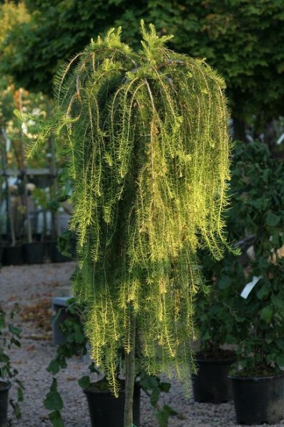 Модрина європейська Пулі на штамбі дерево з плакучою кроною