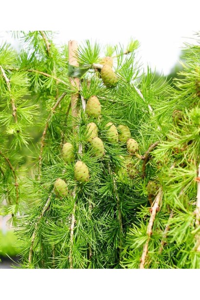 Модрина європейська Пулі молоді яйцевидні зелені шишки