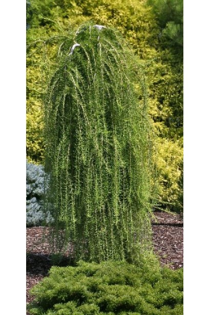 Модрина європейська Пулі на штамбі в ландшафті