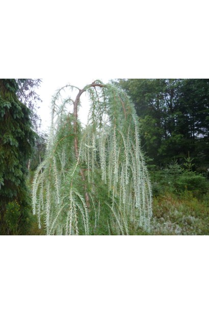 Модрина плакуча Пулі на штамбі