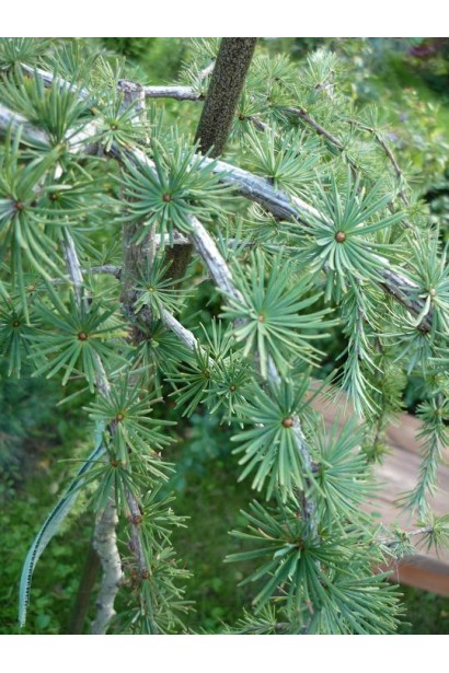 Модрина європейська Пулі яскраво-зелений колір хвої влітку