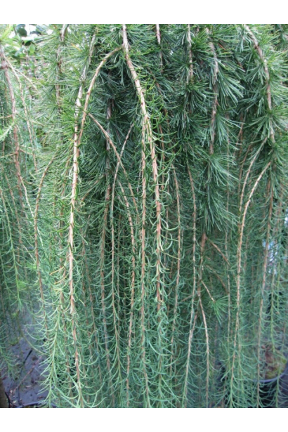 Larix decidua Puli on shtambe