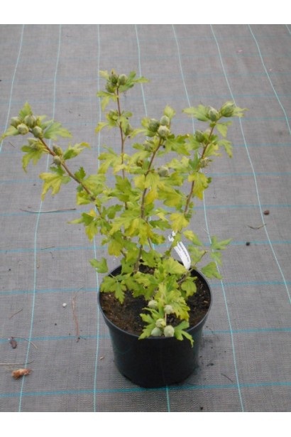 Гібіскус сирійський Марина  саджанець С3