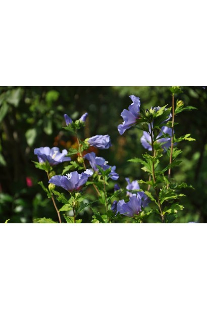 Гібіскус Марина цвітіння