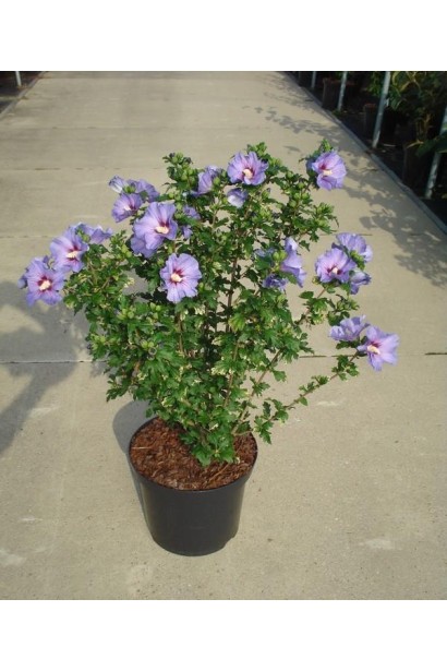 Гібіскус сирійський Марина в контейнері 5 л