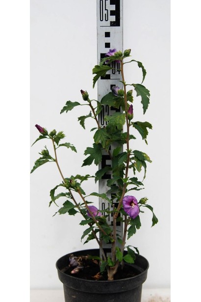 Гібіскус Марина саджанець 30-40 см