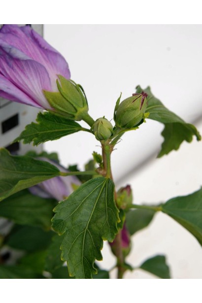 Hibiscus syriacus Marina