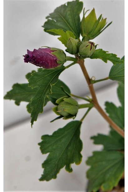 Гібіскус сирійський Марина бутон