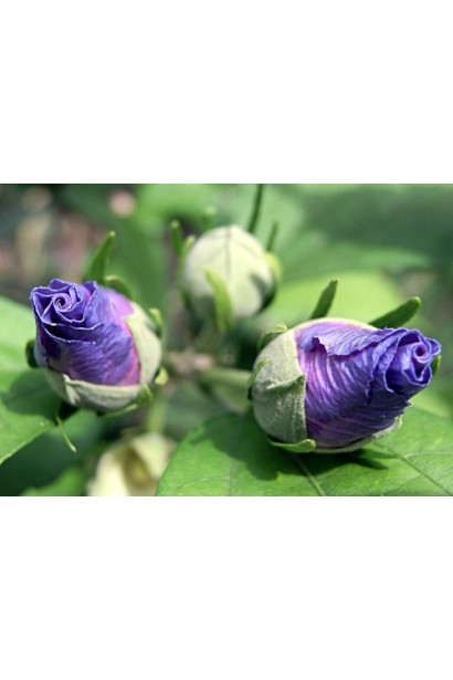 Гібіскус Marina 