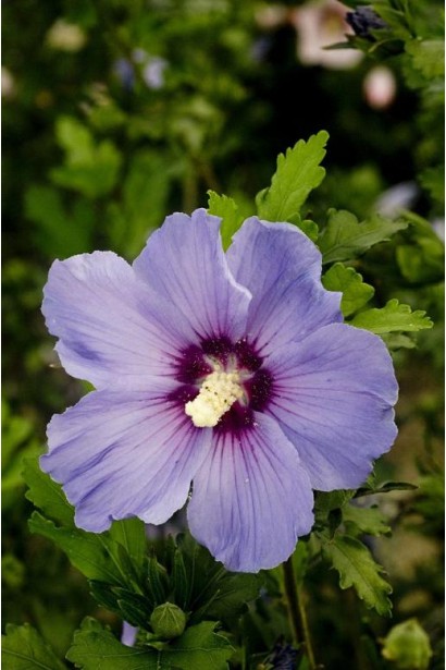 Гібіскус Марина блакитна квітка з бордовою серединкою