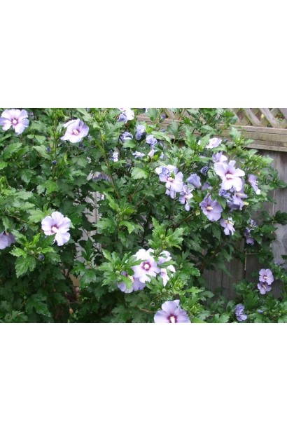 Гібіскус сирійський Марина в саду