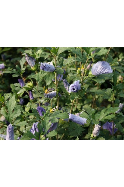 Гібіскус блакитний Марина