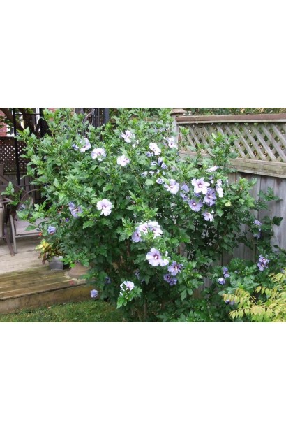 Гібіскус сирійський Марина 