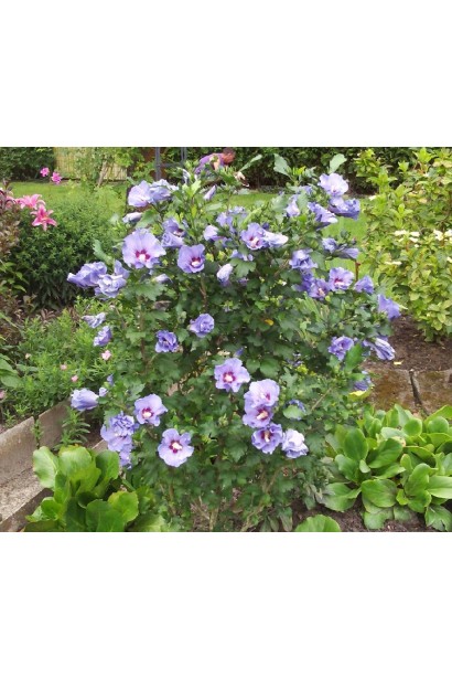 Гібіскус блакитний