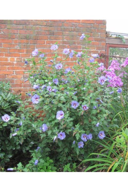 Гібіскус Синій Птах