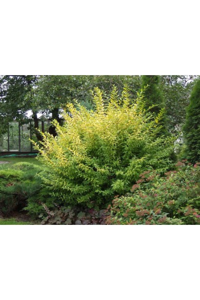 Кущ бирючини звичайної Ауреа в ландшафті