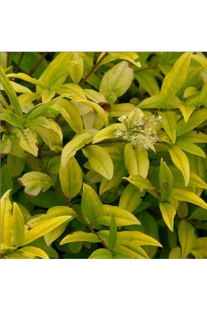 Бирючина звичайна Ауреа квіти