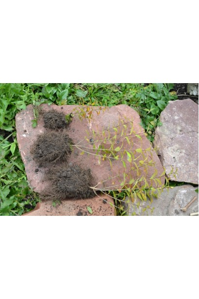 Бирючина звичайна Ауреа коренева система