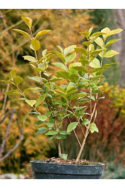 Бирючина жовта Ауреа саджанець в горщику