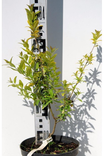 Бирючина звичайна Ауреа С3, 30-40 см