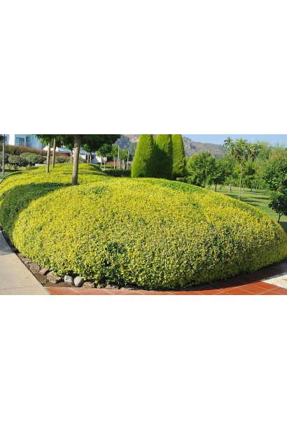 Бирючина звичайна Ауреа ландшафтний дизайн