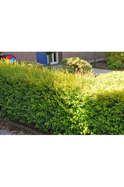 Бирючина звичайна Ауреа живопліт