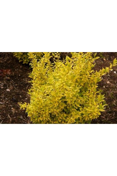 Бирючина звичайна Ауреа листя восени