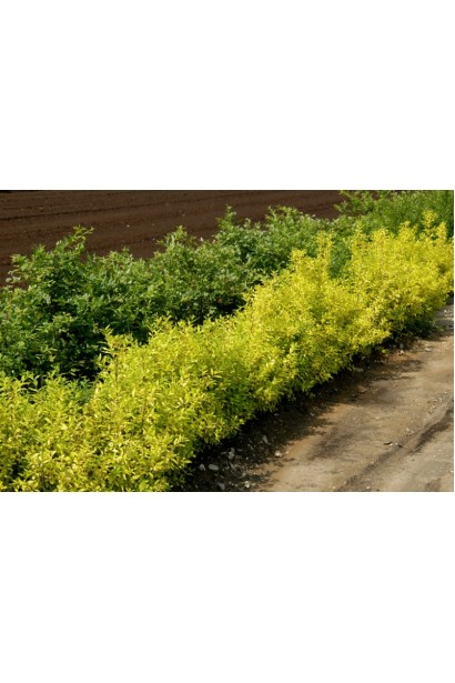 Бирючина звичайна Ауреа