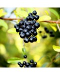 Черные плоды бирючины обыкновенной Ауреа