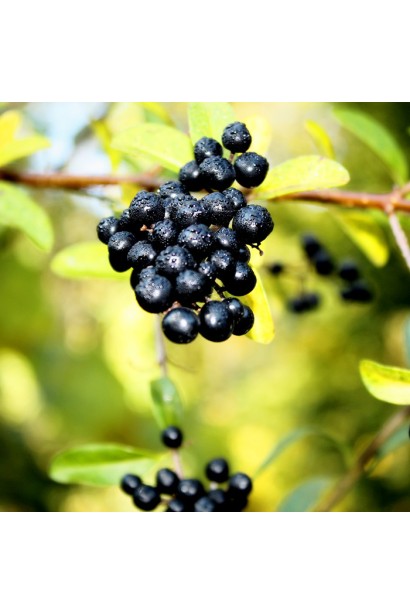 Чорні плоди бирючини звичайної Ауреа