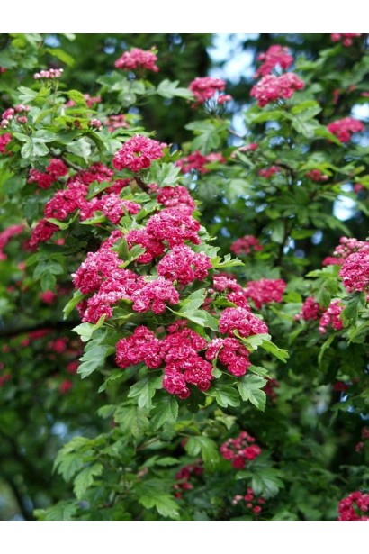 Боярышник колючий Paul’s Scarlet цветы